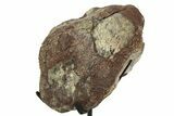 Fossil Ornithischian Dinosaur Vertebra with Metal Stand - Colorado #354331-1